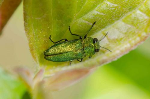 Réf. 254 389 : Anthaxia nitidula